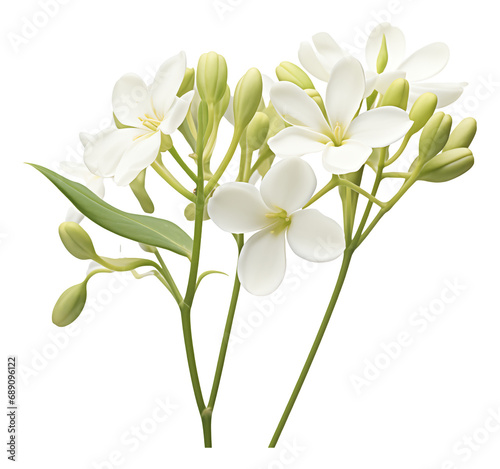 bouquet of bouvardia flowers isolated on white