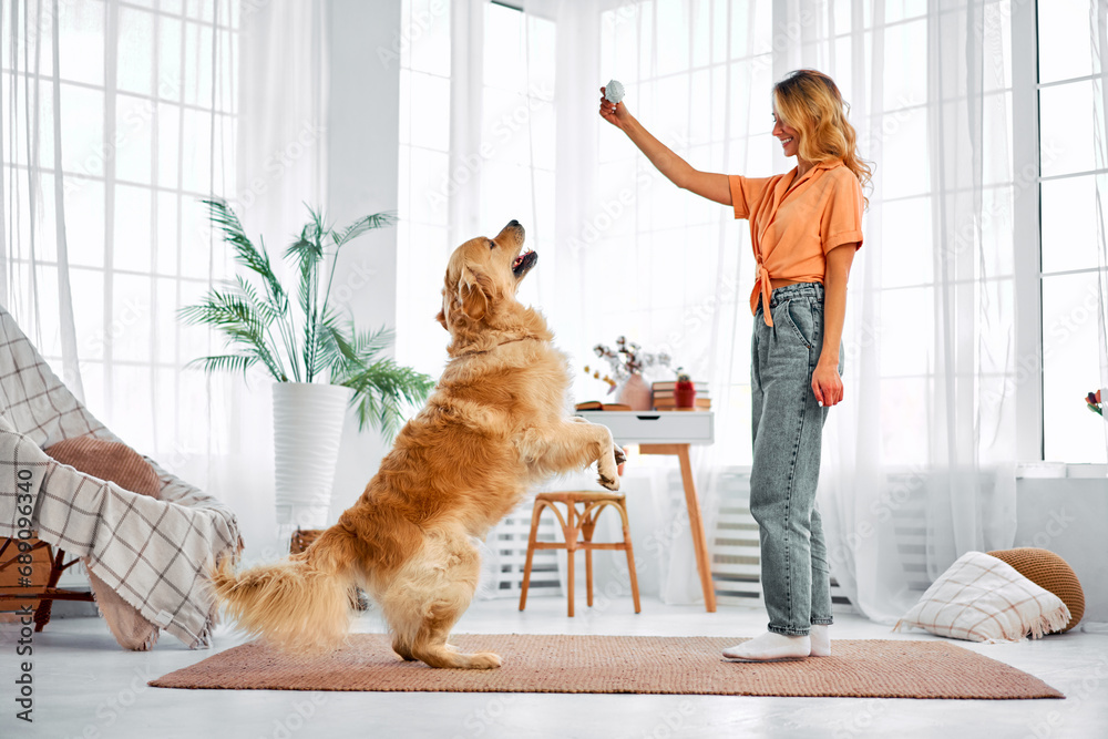 Commands for pet. Positive woman spending time at home for training adorable furry buddy. Purebred golden retriever standing on hind legs and trying to reach toy in female hands.Make Training Fun. - obrazy, fototapety, plakaty 