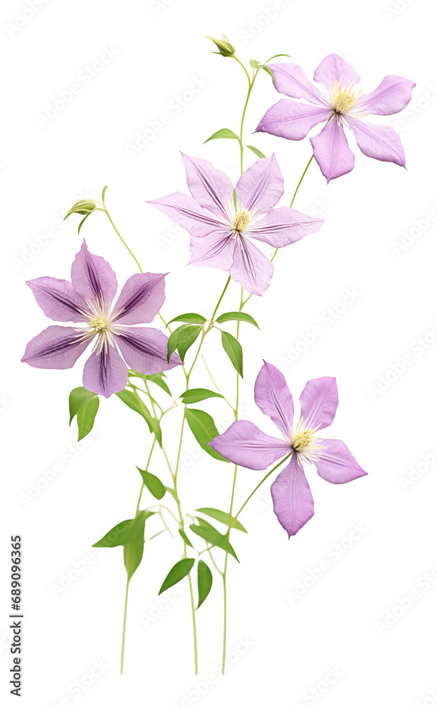 pouple pink clematis flowers isolated on white