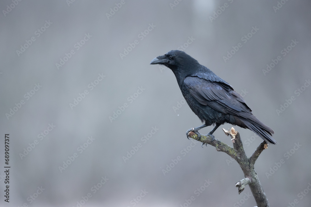 Bird beautiful raven Corvus corax North Poland Europe Bird beautiful raven Corvus corax North Poland Europe