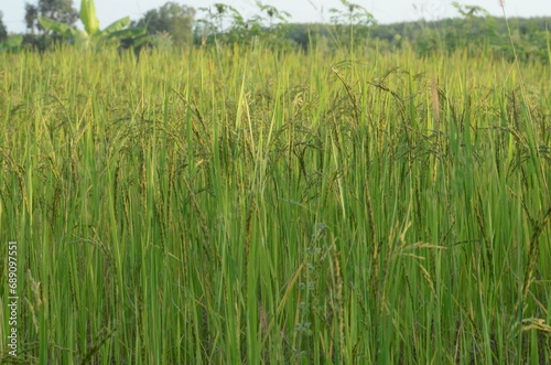 green wheat field