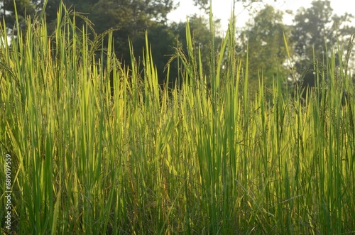 grass in the morning