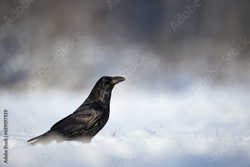 Bird beautiful raven Corvus corax North Poland Europe photo