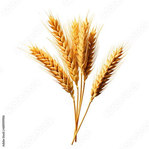 Ear of Wheat Spikelet Isolated on Transparent Background
