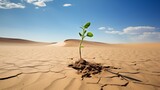 Lonely green sprout growing in the desert against blue sky and dry sand background for environment protection and global warming awareness