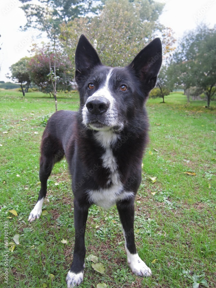 Cane lupo border collie nero e bianco su giardino Cane lupo border collie nero e bianco su giardino