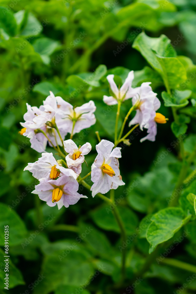 Potato flowers and leaves, potatoes grown above ground, malum terrae Potato flowers and leaves, potatoes grown above ground, malum terrae