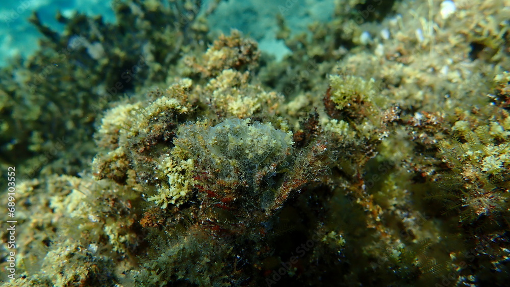 Encrusting colonial ascidian form or tunicate Diplosoma spongiforme undersea, Aegean Sea, Greece, Halkidiki
