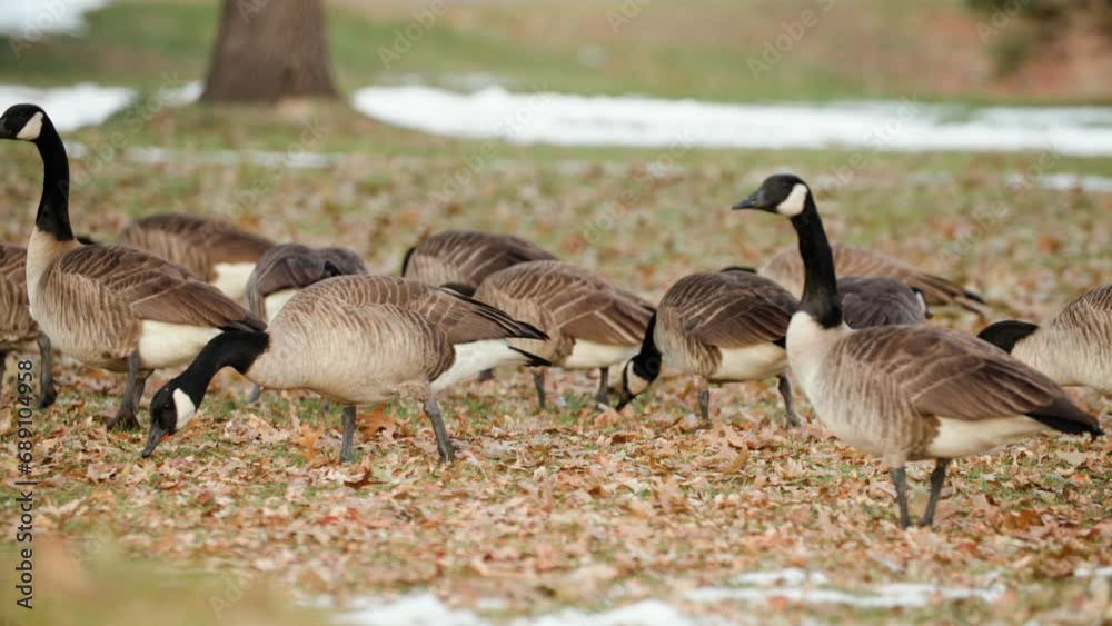 A grounded gaggle of birds, Canadian geese forage in Frasier Meadows, Boulder, Colorado A grounded gaggle of birds, Canadian geese forage in Frasier Meadows, Boulder, Colorado