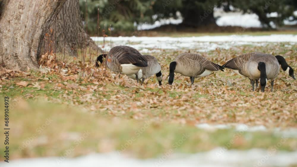 Canadian goose gets territorial in a park when another in the flock gets too close Canadian goose gets territorial in a park when another in the flock gets too close
