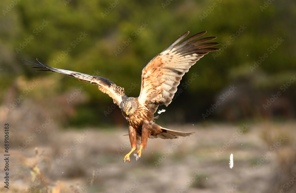 Fototapeta premium aguila lagunero macho en el bosque