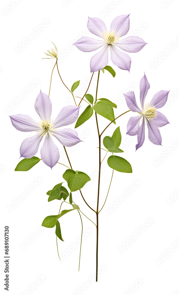 bouquet of clematis flowers