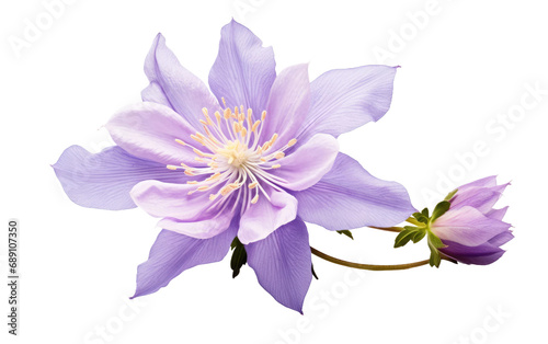 Columbine Bloom On Transparent PNG