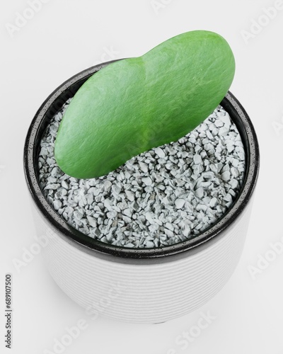 Realistic 3D Render of Hoya Plant photo