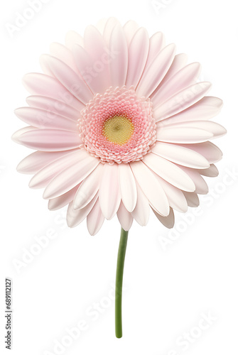 pink gerbera daisy flower isolated on white