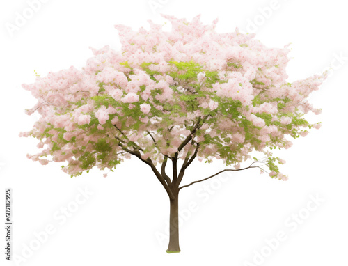 Cherry blossom tree © Anthony