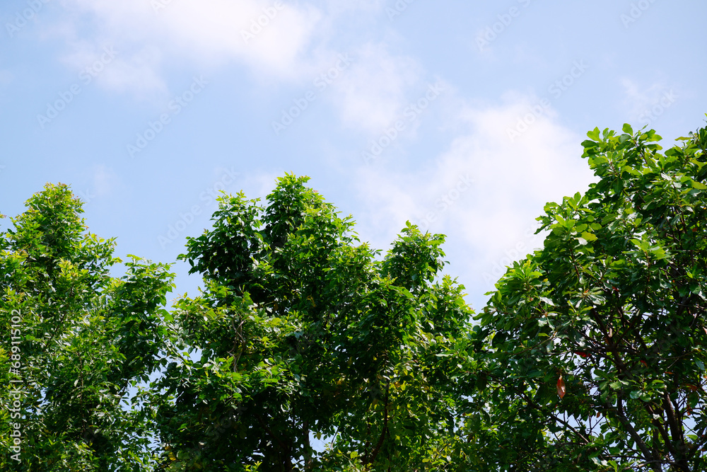 Green trees on the sky background.