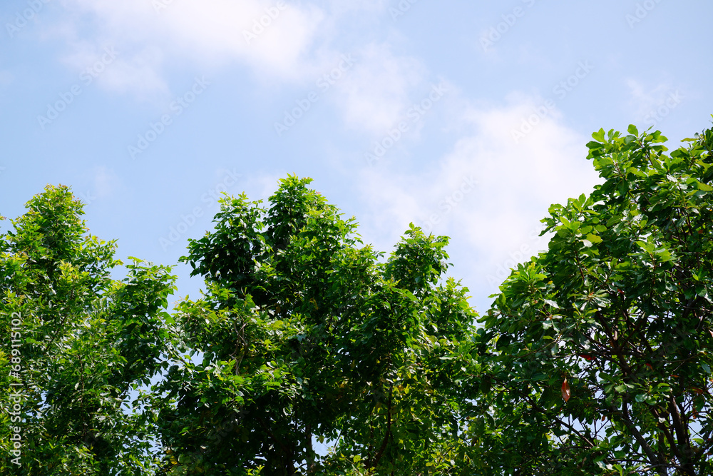 Green trees on the sky background. Green trees on the sky background.