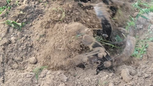 Wallpaper Mural Powerful cultivator, Tiller. Gardening. Spring work on the farm. Land cultivation with a Motor ripper. Man plows the ground. Spring soil preparation for seeding. Husbandman, grower. Moto plow working	 Torontodigital.ca