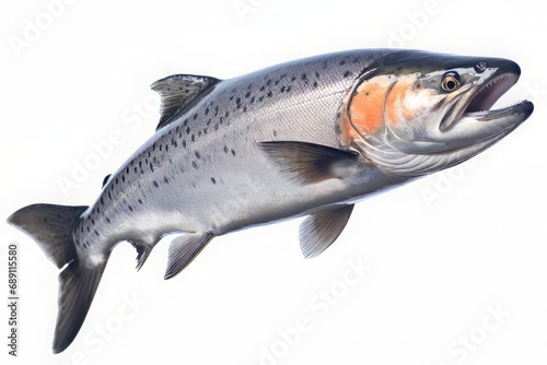 Foto Atlantic salmon isolated on a white background