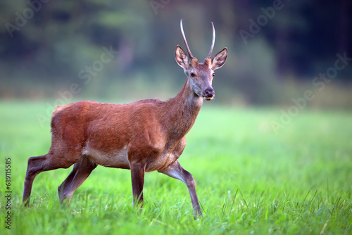 Fototapeta Naklejka Na Ścianę i Meble -  Red deer in a clearing in the wild
