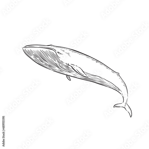 A blue whale, hand drawn in black line in a sketchy style. 