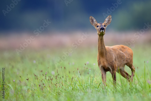 Roe deer in a clearing in the wild 