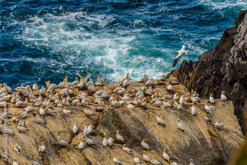 Gannet (Northern Gannet)