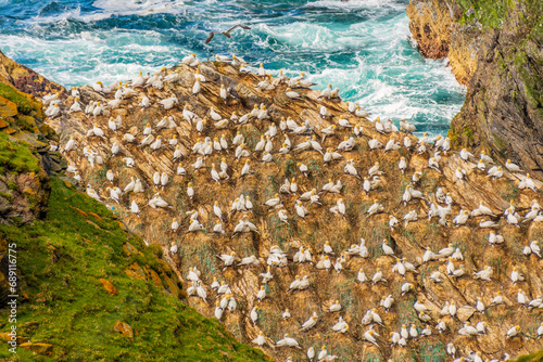 Gannet (Northern Gannet) photo