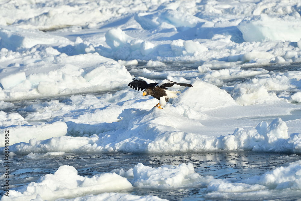 Fototapeta premium Bird watching with floating ices in winter