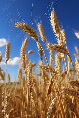 Ripe wheat ears over a blue sky