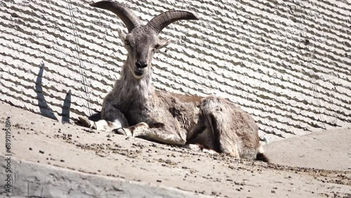 bharal (Pseudois nayaur) in natural habitat photo