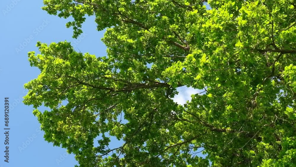 Green forest. Bottom view background. Blue sky framed by green foliage. Frame with copy space. Looking up Trees with green Leaves, blue sky and sunlight. Tree canopy. Skyward to tree tops