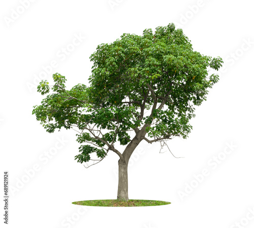Tree isolated on white background  tropical trees isolated used for design.