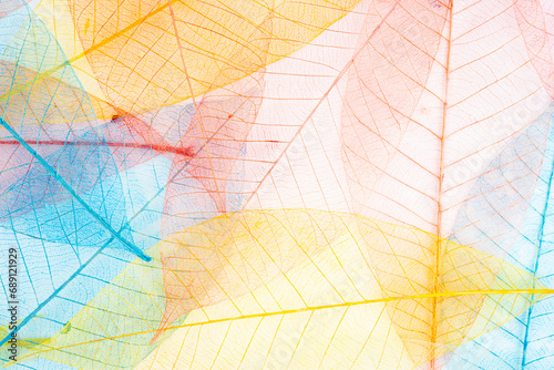 Multicolor, transparent leaves of the skeleton with a beautiful texture.