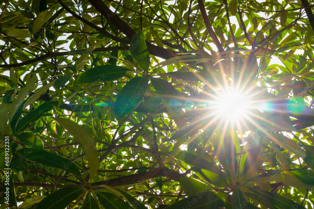 Obraz premium sunlight through green tree.