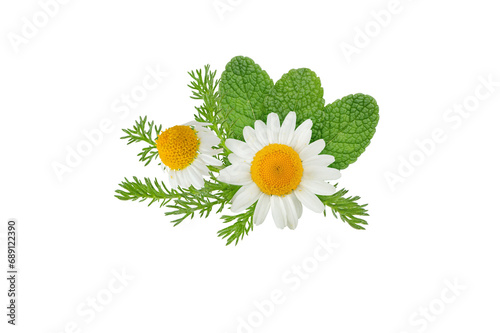 Chamomile flowers and mint leaves bunch isolated transparent png. White daisy in bloom and peppermint branch. Chamaemelum nobile herbal and mentha medicine plants. photo