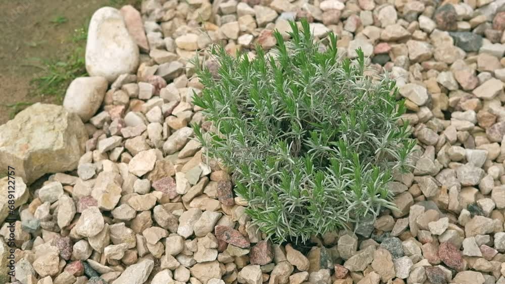 Lavender leaves. Lavender branches. Young green Lavandula plant growing outdoors swaying. Close Up. Lamiaceae, Labiatae. Provence herbs. Seasoning, condiment, spice. Production of essential oil.
Lavender leaves. Lavender branches. Young green Lavandula plant growing outdoors swaying. Close Up. Lamiaceae, Labiatae. Provence herbs. Seasoning, condiment, spice. Production of essential oil.