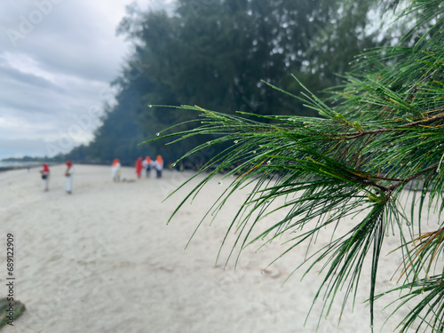 water that still sticks like dew after rain on Pinus densiflora with many abstract people in the background photo