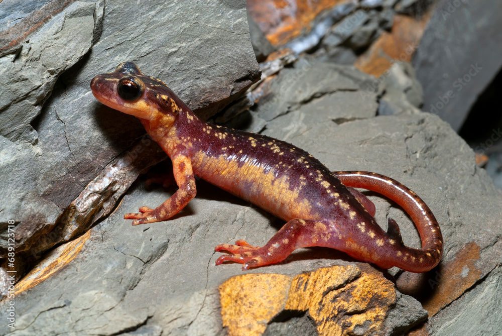 Obraz premium Karpathos-Salamander - Männchen // male of the Karpathos salamander (Lyciasalamandra helverseni) - Insel Karpathos, Griechenland