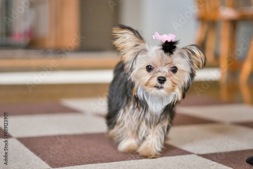 Mixed breed dogs