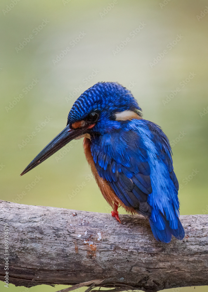 Obraz premium Blue eared kingfisher is perched while waiting for fish prey to be used as food