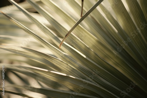 Background with tropical leaf shaped as a fan with sun and shadow