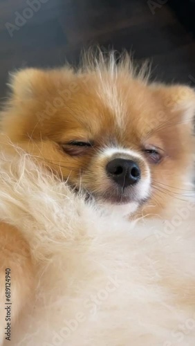 video of Pomeranian Spitz dog cute lovely pose smiling fluffy Pomerania spitz with rounded face, very happy good for background content