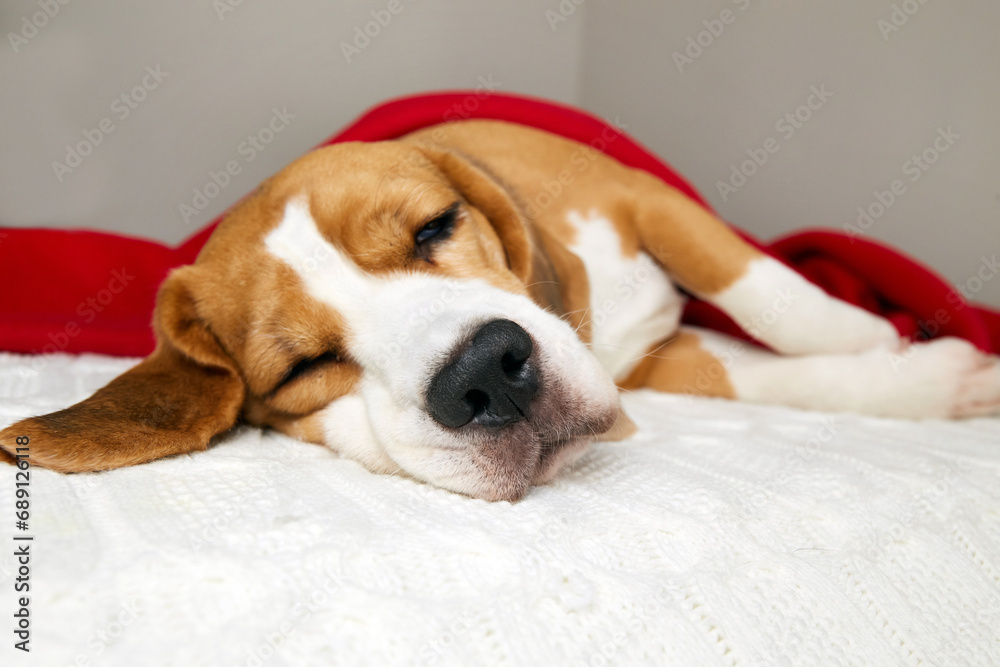 A beagle dog sleeps on a bed under a red blanket. The temperature of the cold air in the house. The concept of heating the house in cold winter or autumn.