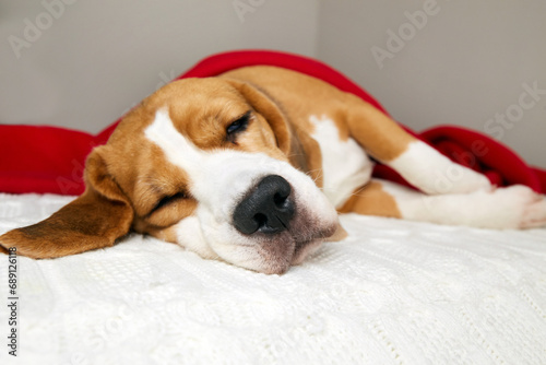 A beagle dog sleeps on a bed under a red blanket. The temperature of the cold air in the house. The concept of heating the house in cold winter or autumn. © Viktoriya