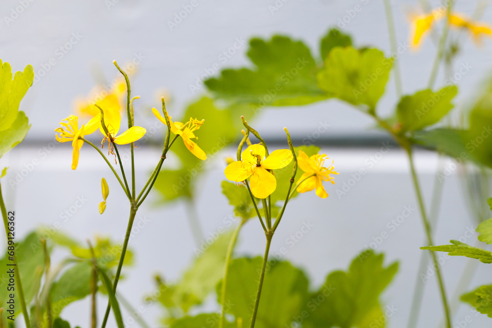 Fototapeta premium Yellow flowers of Chelidonium majus, the greater celandine,