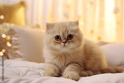 A cute Scottish Fold cat is taking pictures against a white and gold backdrop.