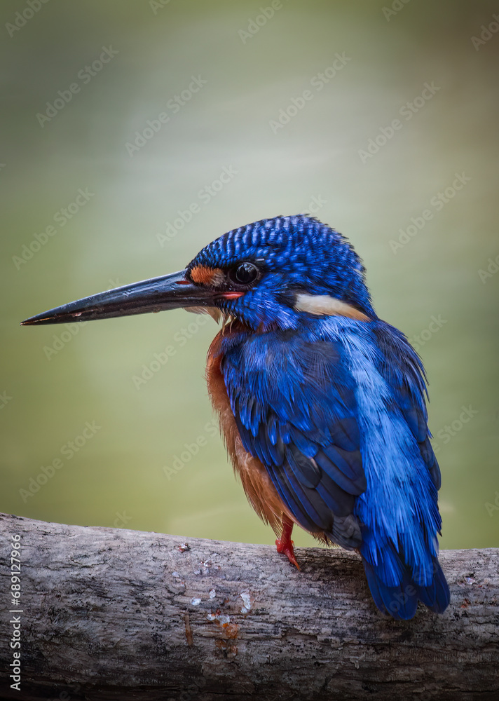 Fototapeta premium Blue eared kingfisher is perched while waiting for fish prey to be used as food