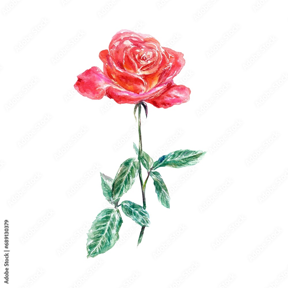 Fototapeta premium Red vertical rose, green leaves. Watercolor illustration isolated on white background. Valentines Day greeting cards, wedding invitations, covers.